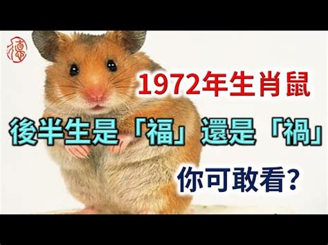 1972年鼠|【1972 生肖】「1972年生肖屬鼠：未來命運與運勢大解析」